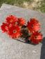 Preview: Chamaecereus Hybr. rot